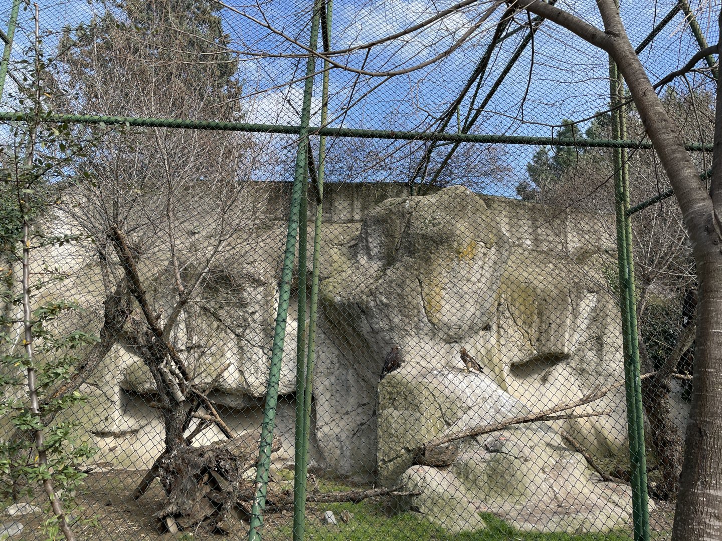 Golden and imperial eagle aviary