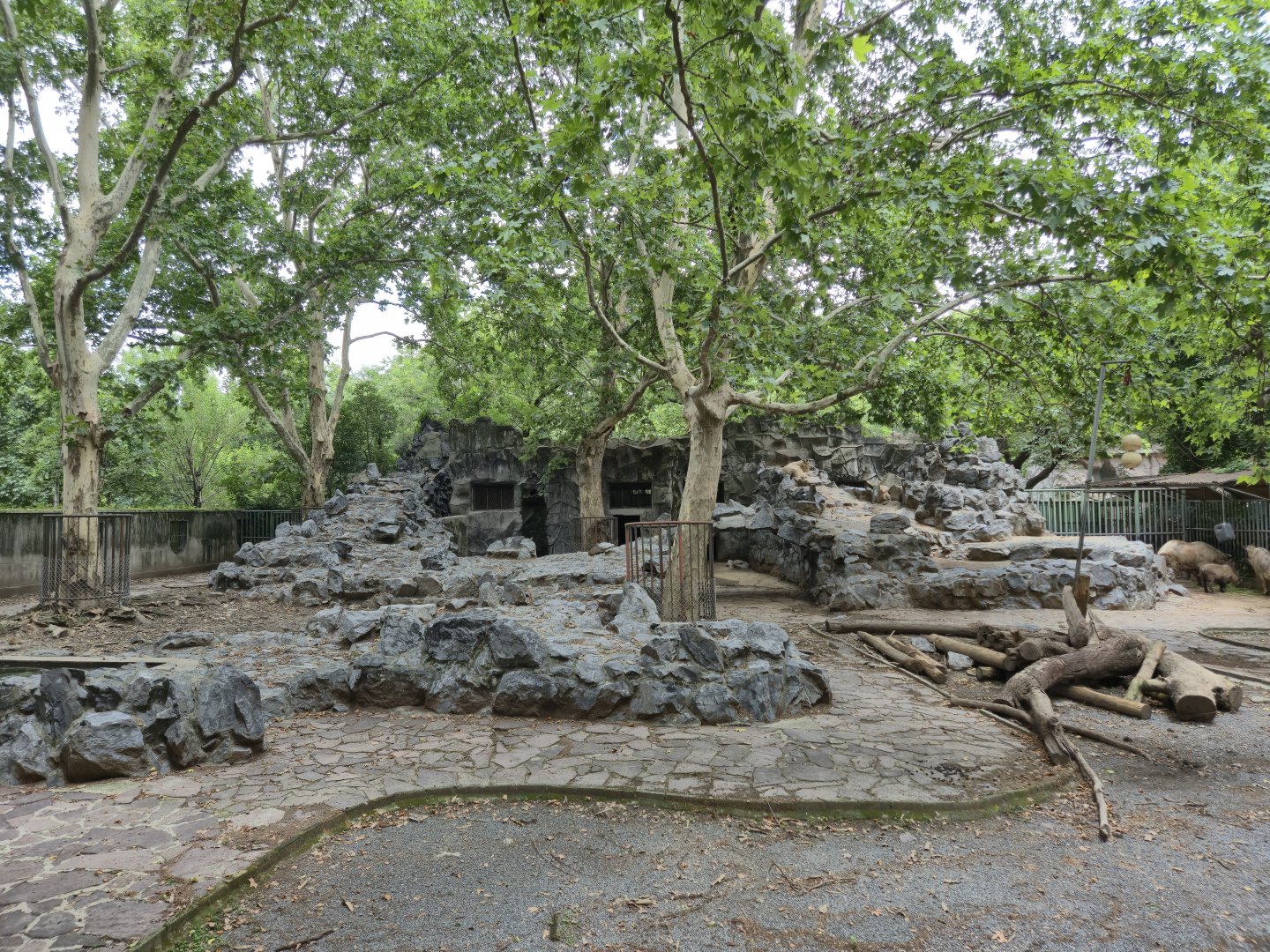 Golden and Sichuan Takin exhibit