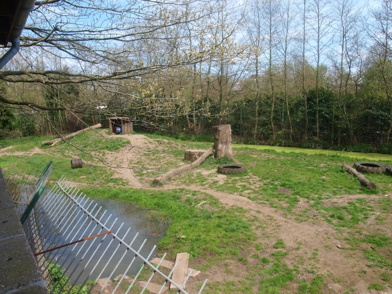 Golden and white Bengal tiger enclosure (April 19th, 2015)
