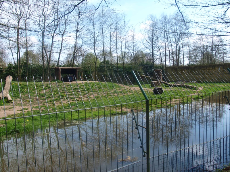 Golden and white Bengal tiger enclosure (April 19th, 2015)