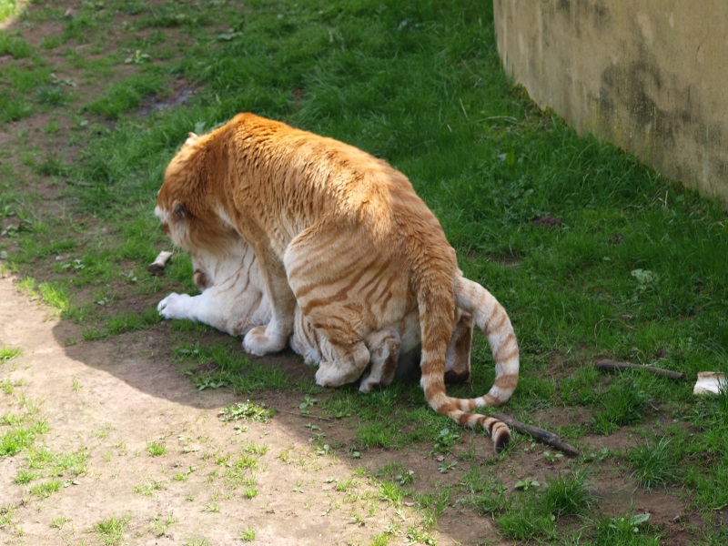 Golden and white tiger mating (April 19th, 2015)