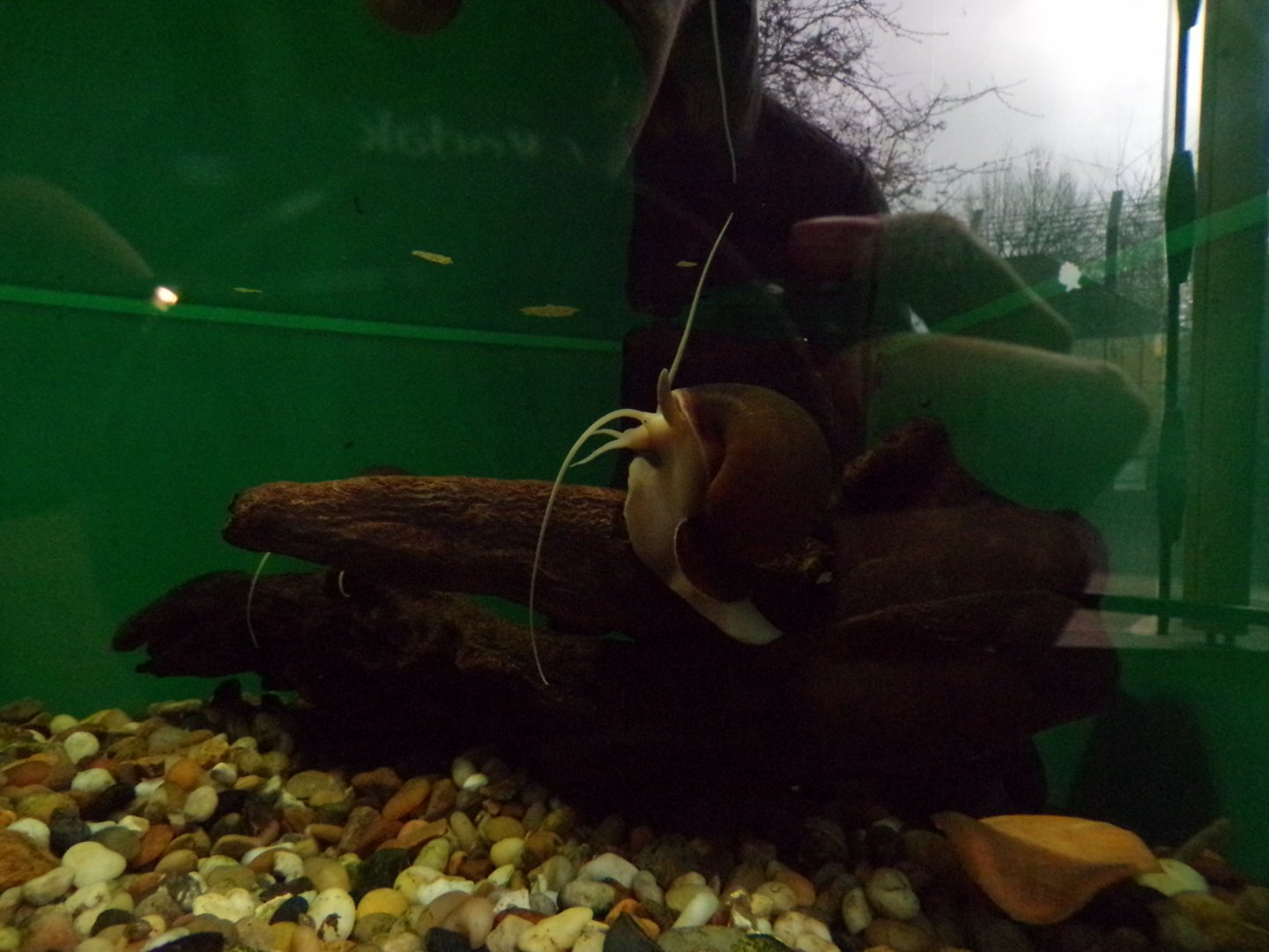 Golden apple snail 11.2.25