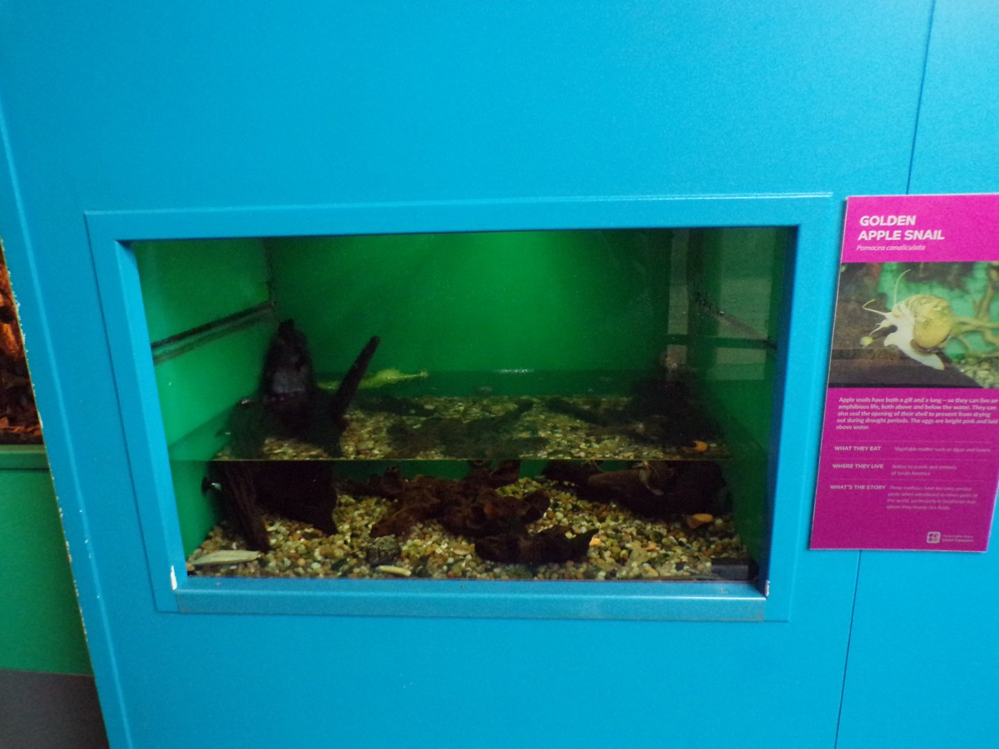 Golden apple snail tank 11.2.25