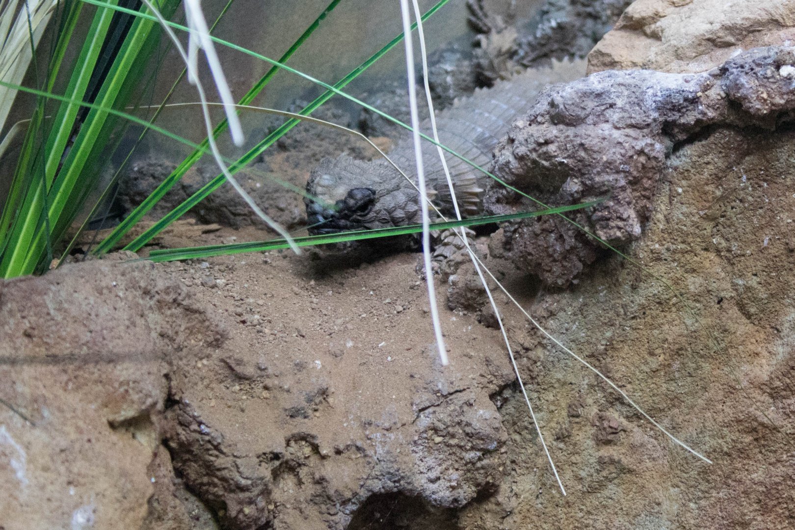 Golden armadillo lizard