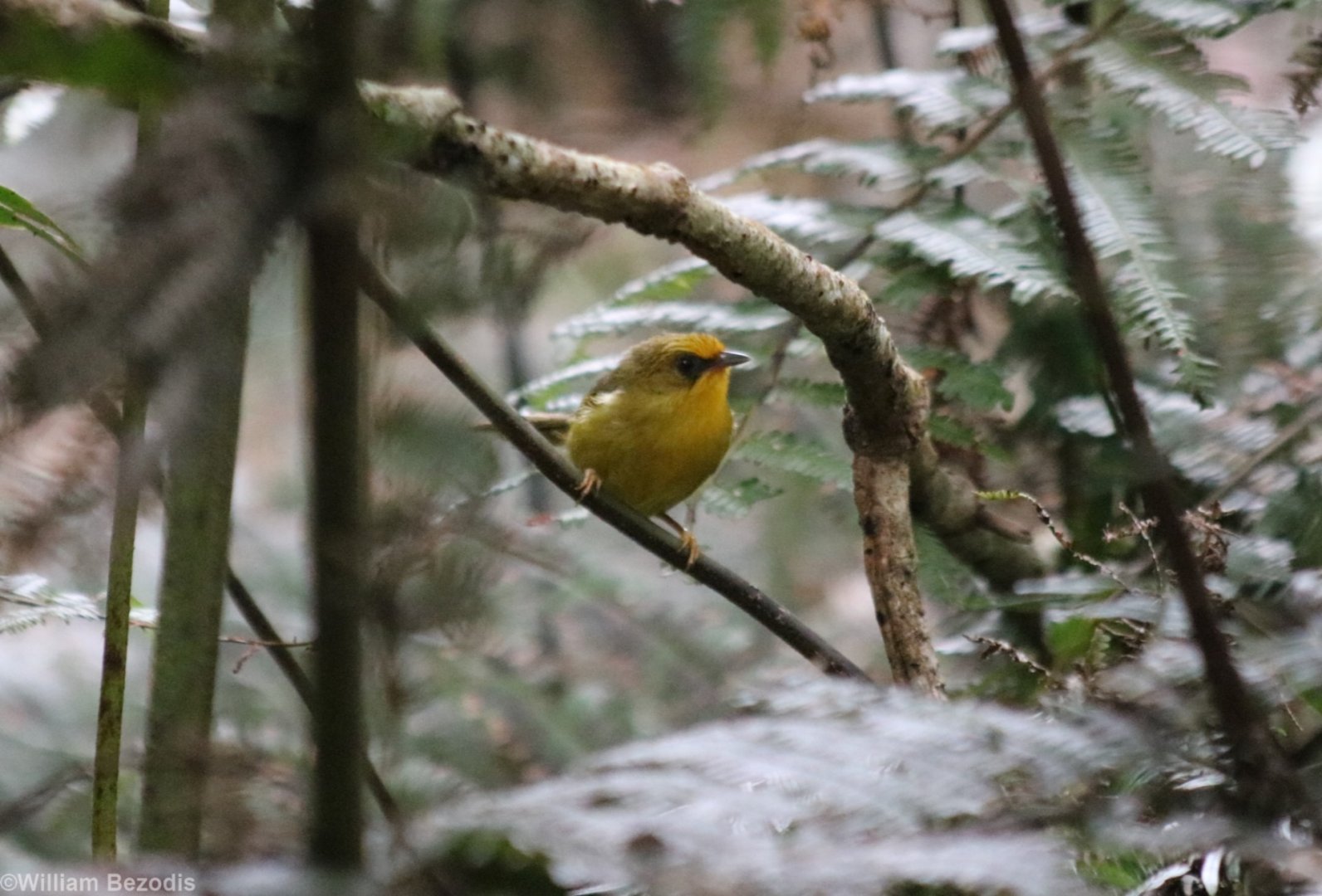 Golden Babbler - Fraser's Hill