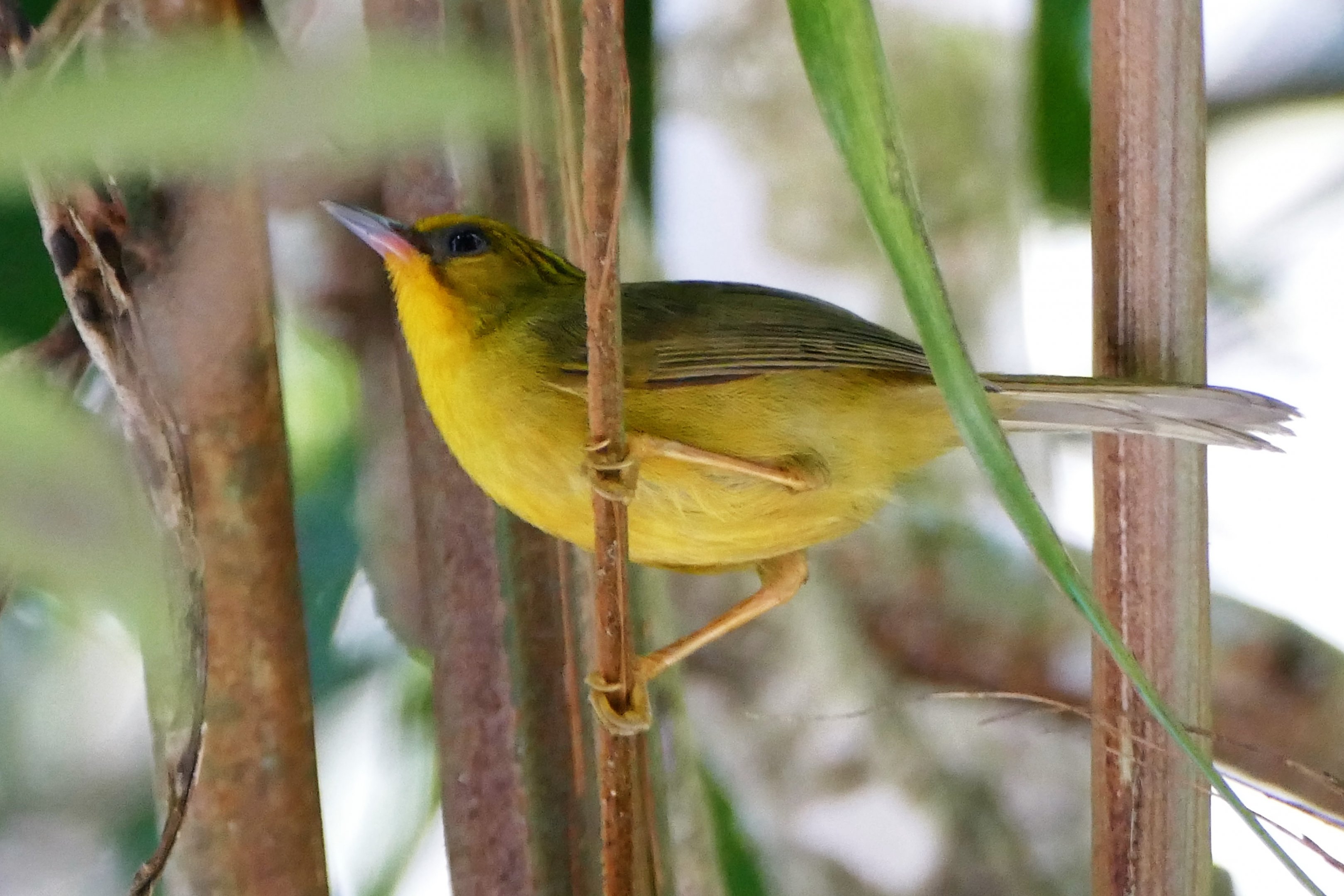 Golden Babbler - Fraser's Hill
