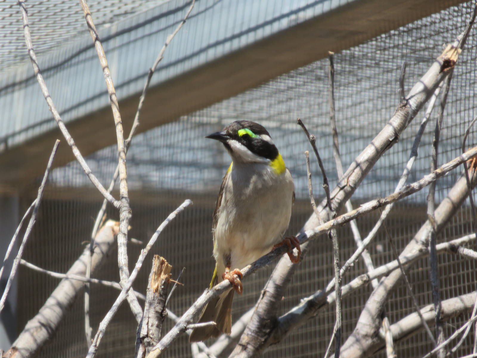 Golden-backed Honeyeater, Alice Springs Desert Park