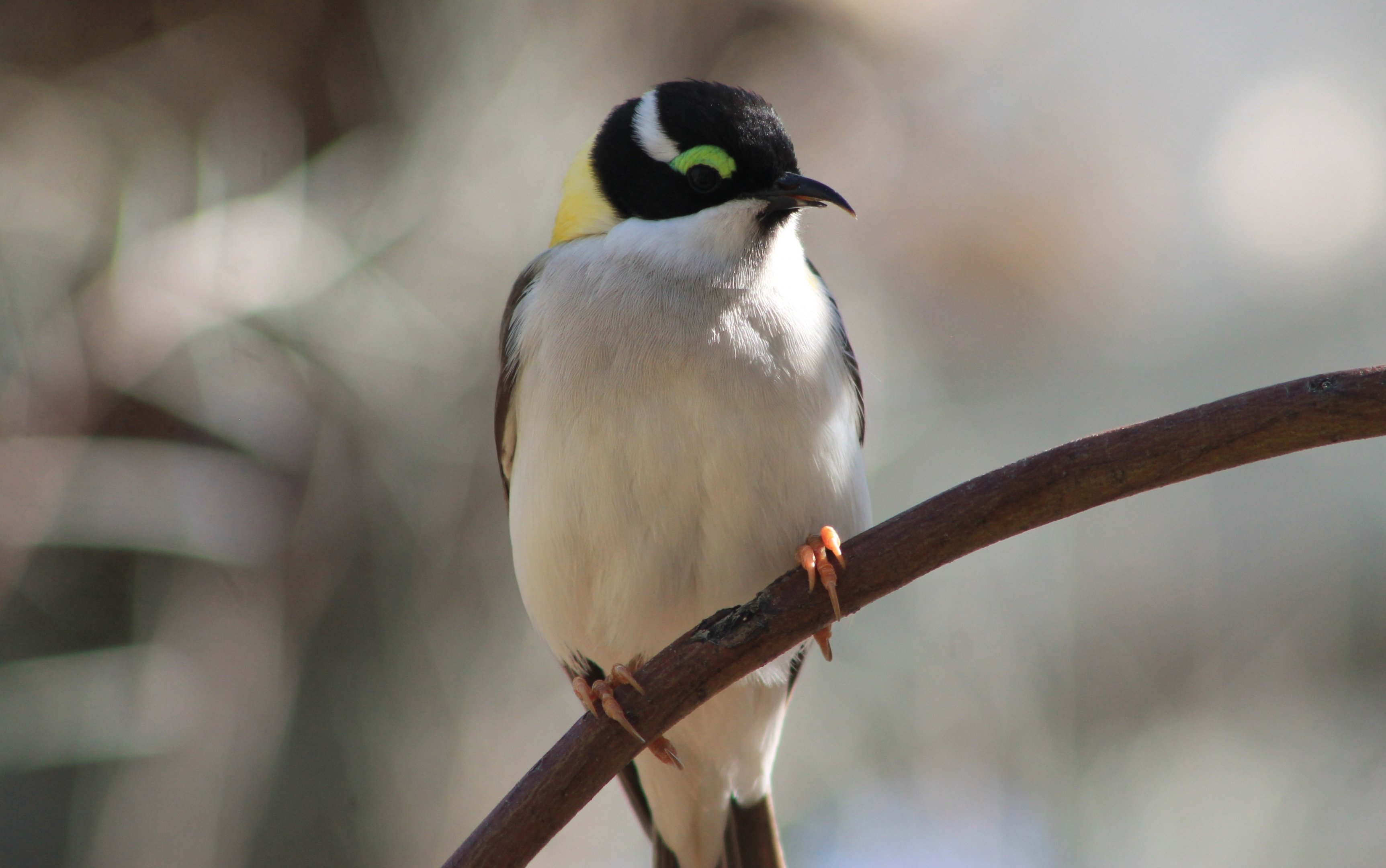 Golden-backed Honeyeater (Melithreptus gularis laetior)