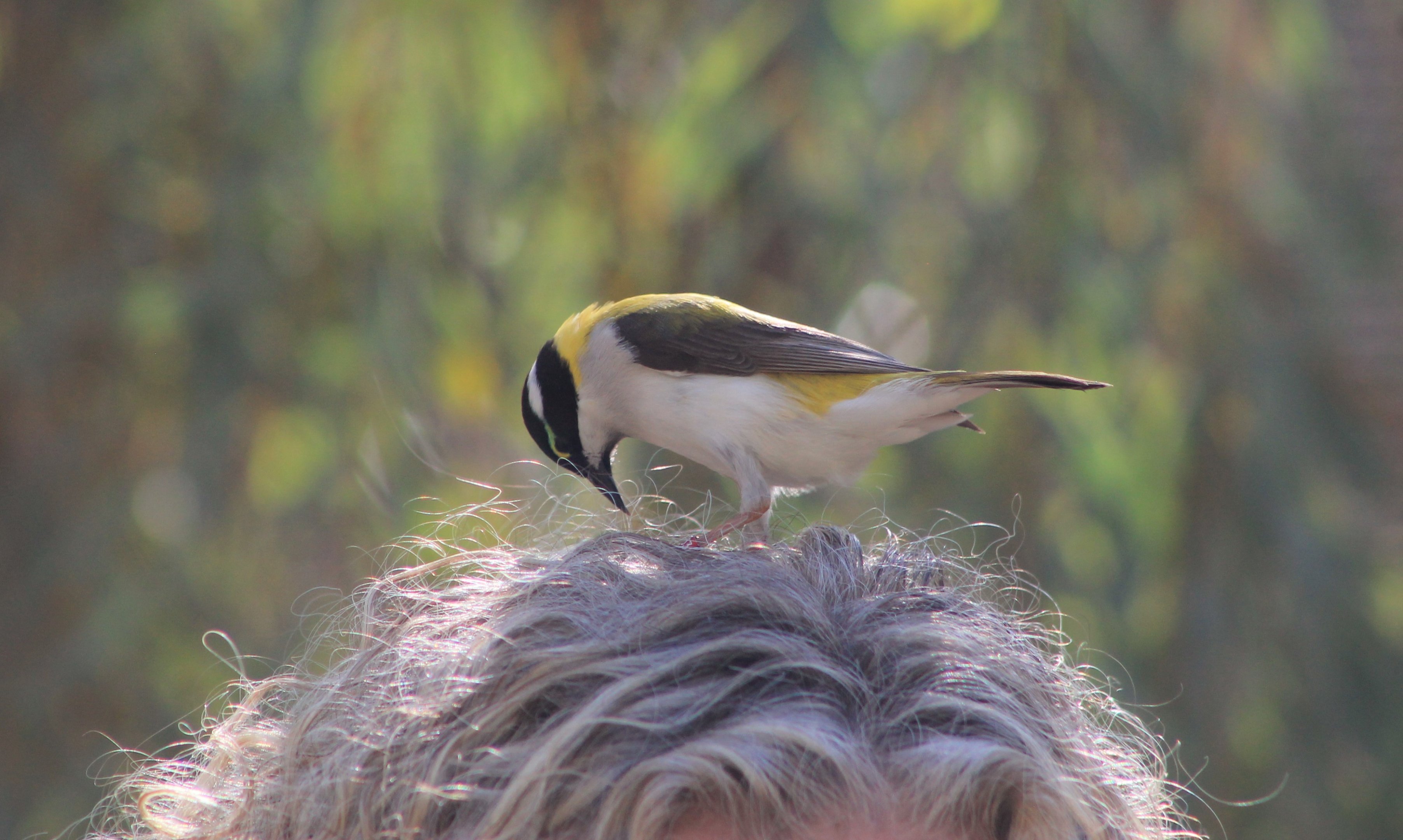 Golden-backed Honeyeater (Melithreptus gularis laetior)