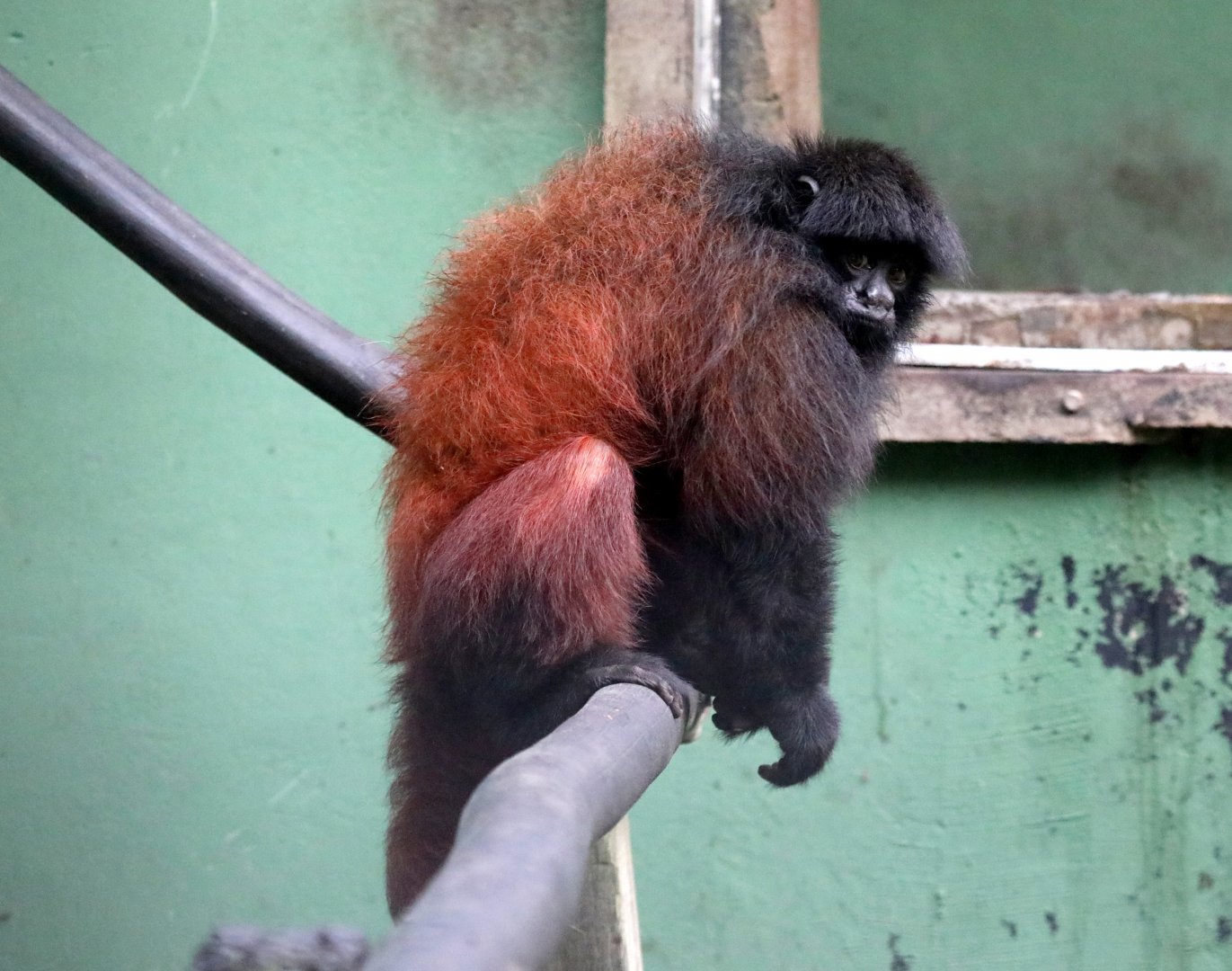 golden-backed uakari (Cacajao melanocephalus)