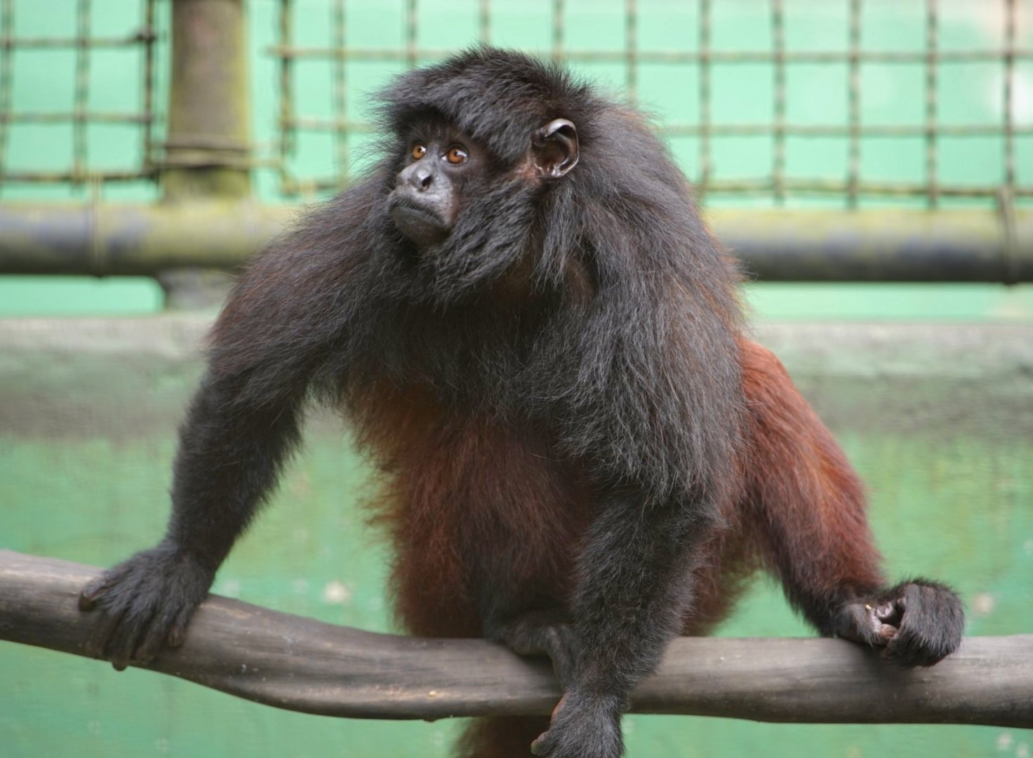 Golden-backed Uakari