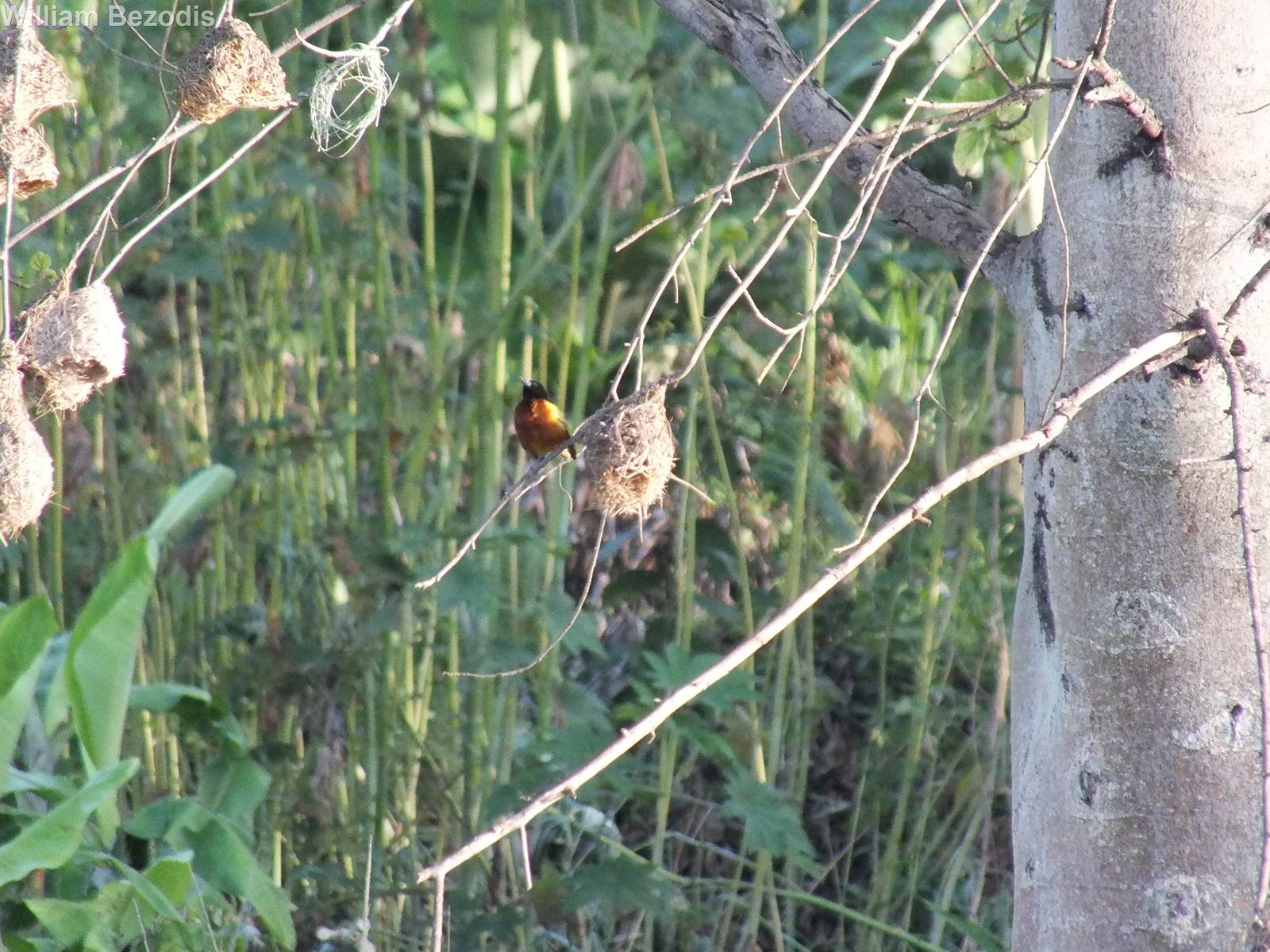 Golden-backed Weaver with Nests