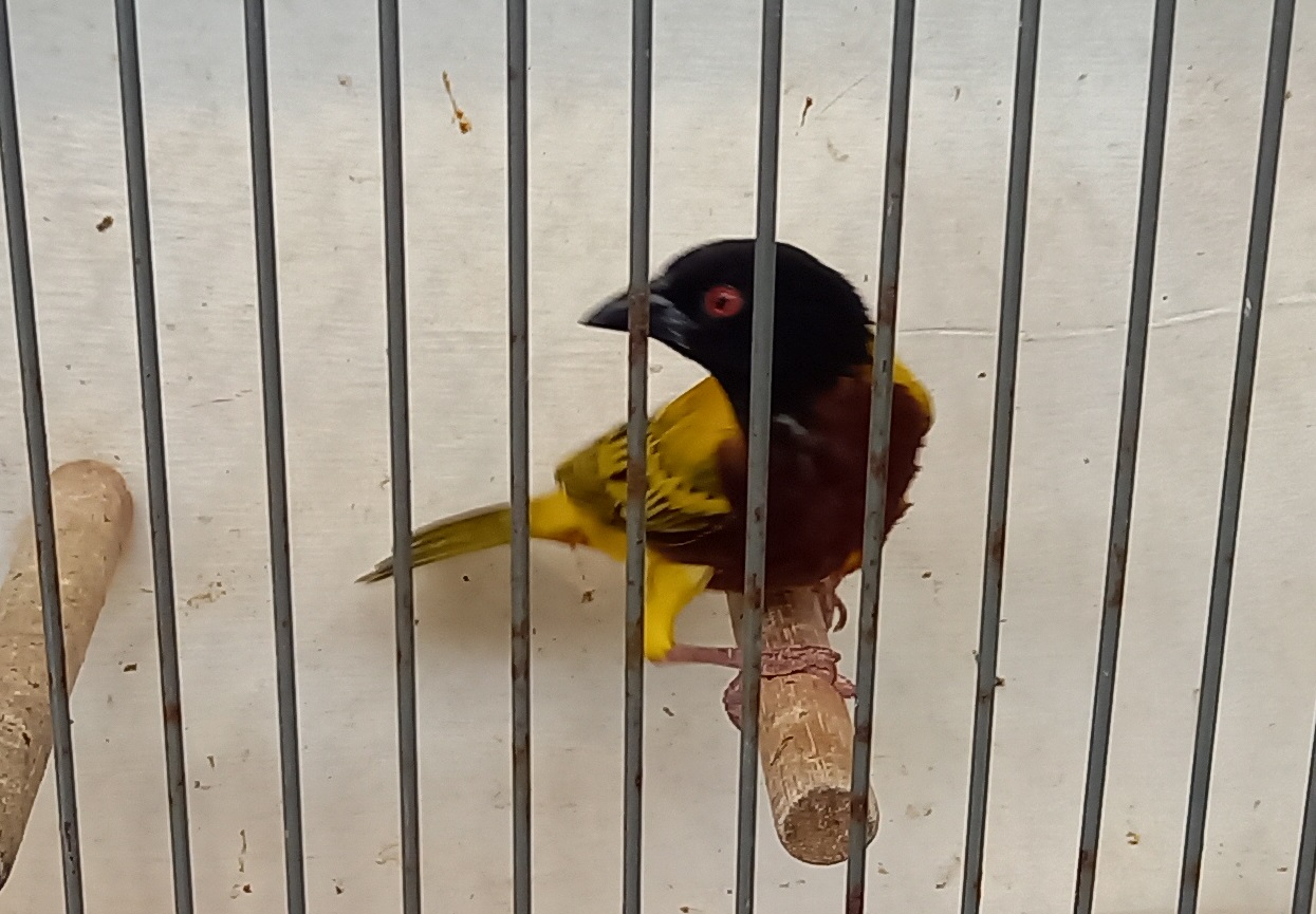 Golden-backed weaver