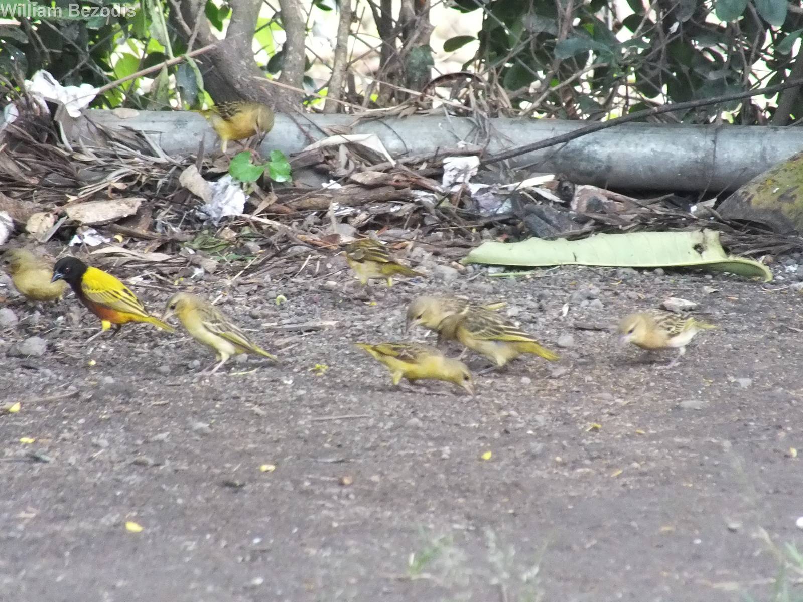 Golden-backed Weavers