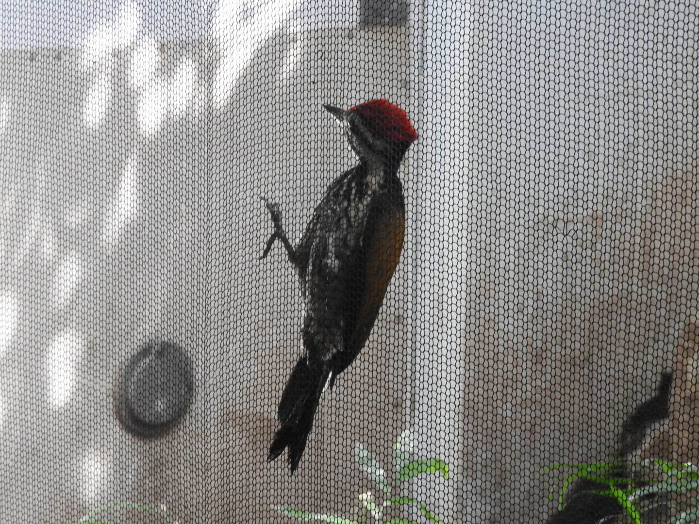 Golden-backed Woodpecker (Dinopium benghalense)