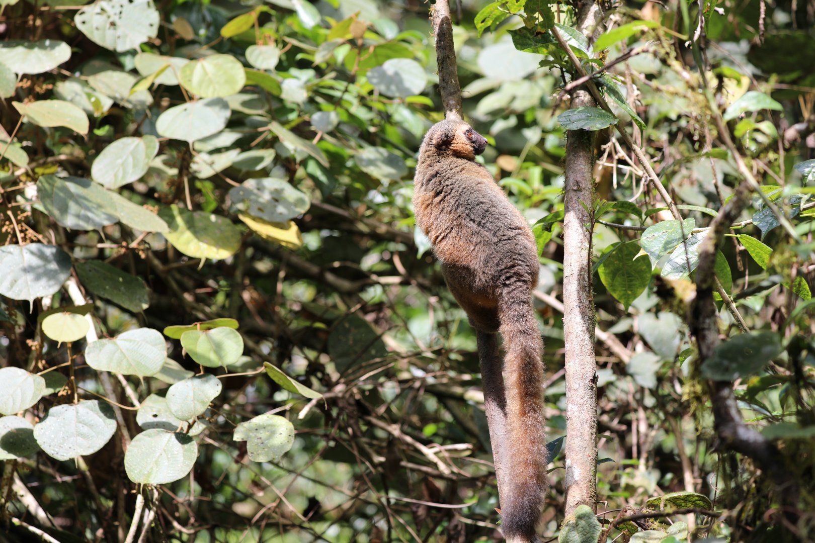 golden bamboo lemur (Hapalemur aureus)