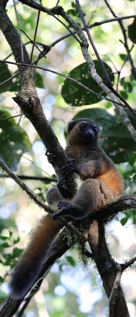 golden bamboo lemur (Hapalemur aureus)