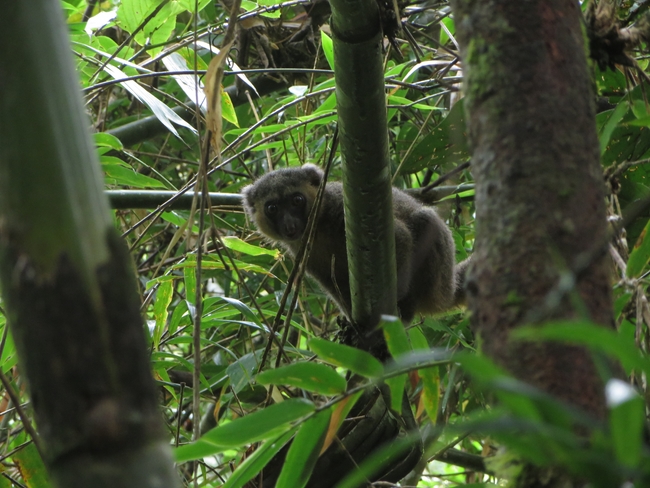 Golden bamboo lemur