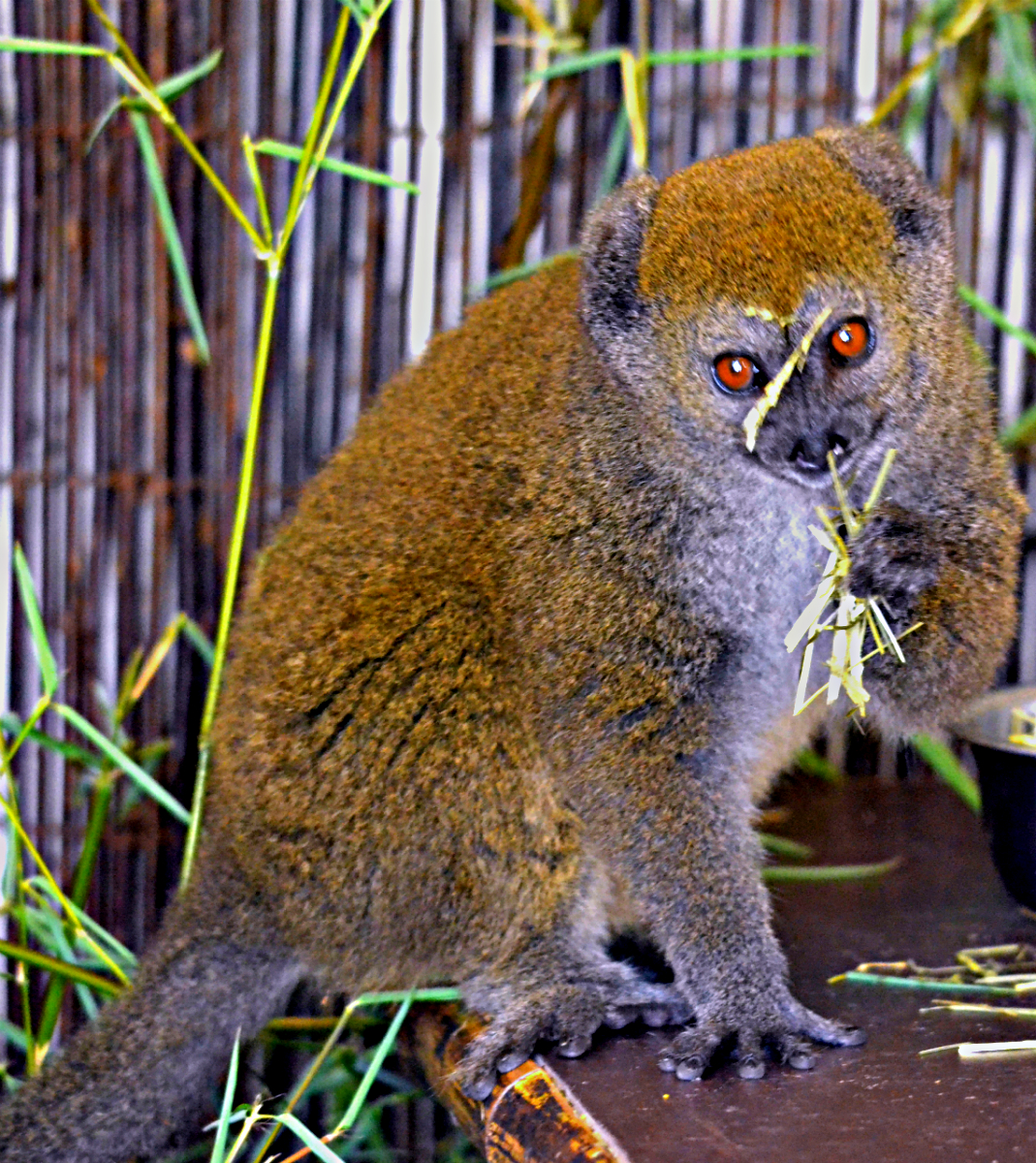 Golden bamboo lemur