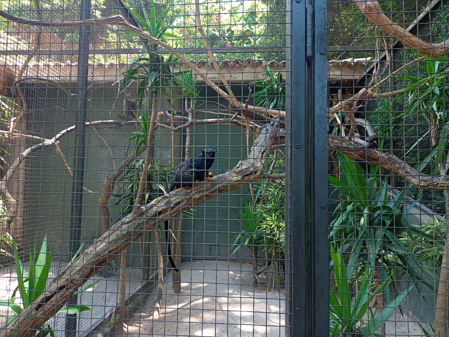 Golden banded tamarin