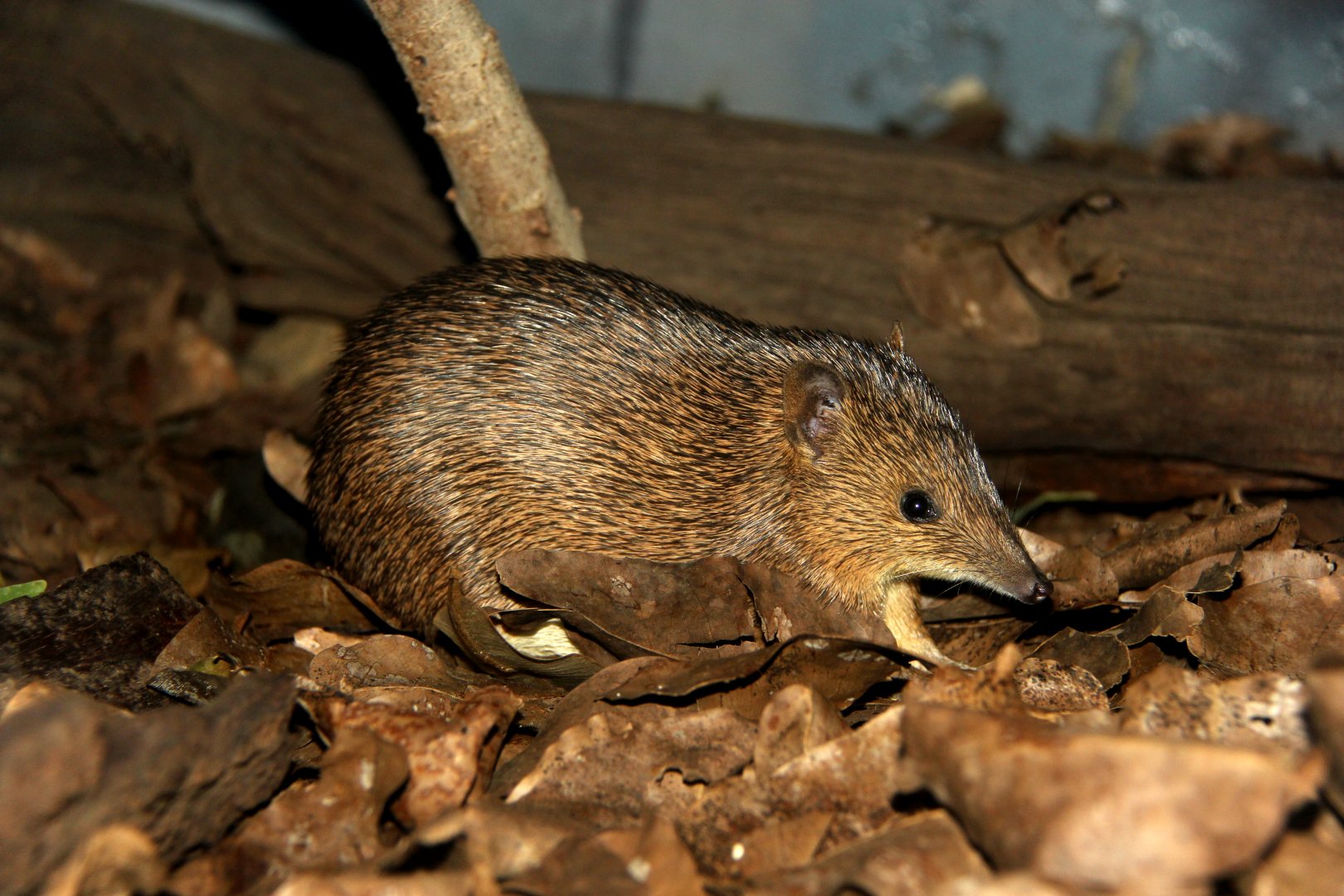 golden bandicoot (Isoodon auratus)