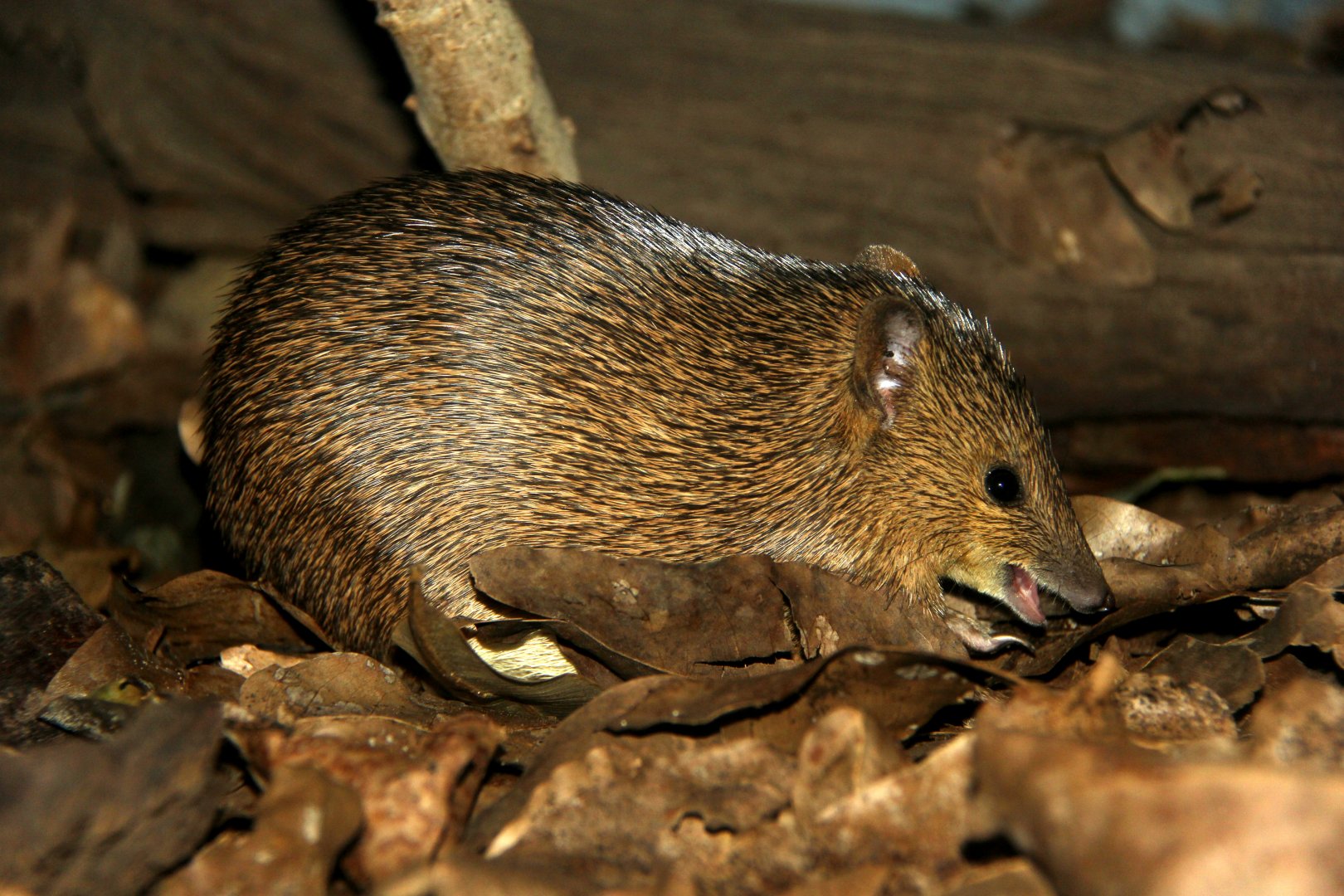 golden bandicoot (Isoodon auratus)