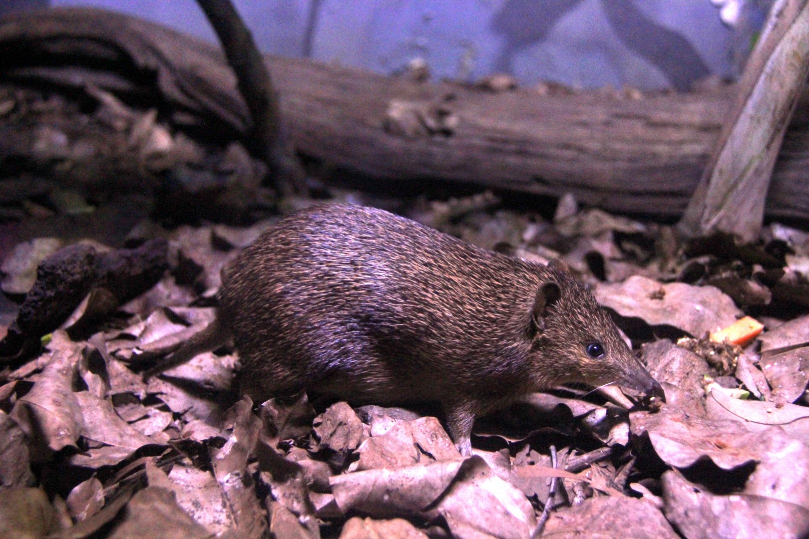 golden bandicoot (Isoodon auratus)