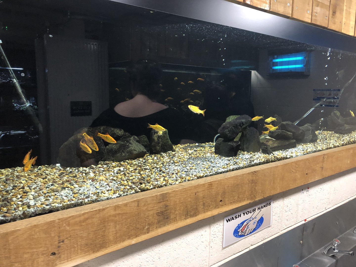 Golden Barbs Tank at Cannon Hall Farm (May 2022)