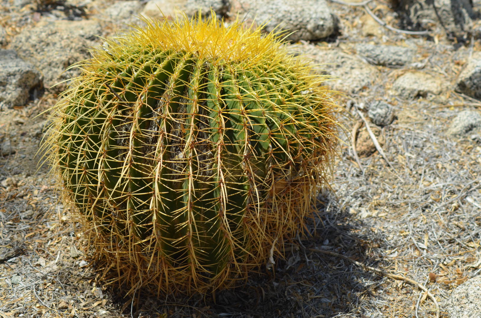 Golden Barrel Cactus