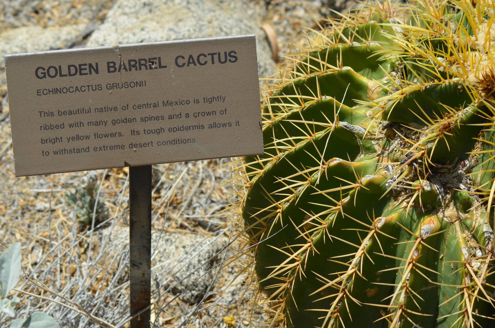 Golden Barrel Cactus