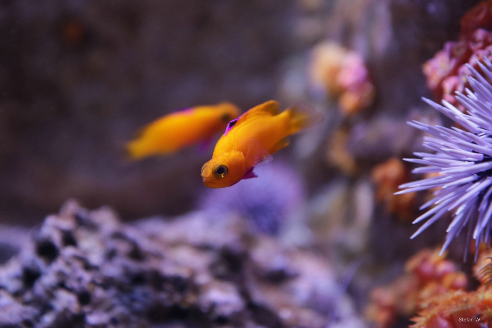 Golden basslet (Gramma dejongi)