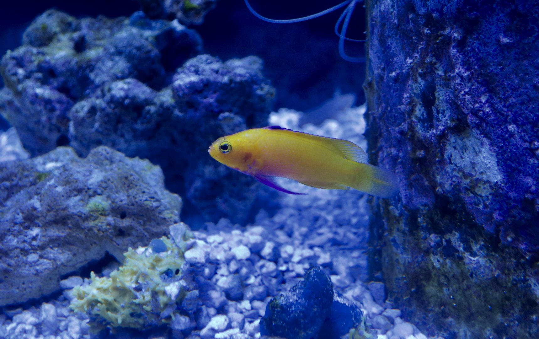 Golden Basslet (Gramma dejongi)