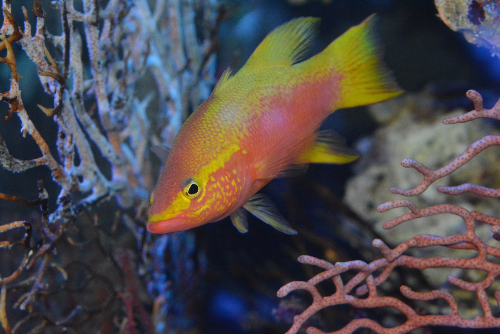 Golden basslet (Liopropoma aberrans)