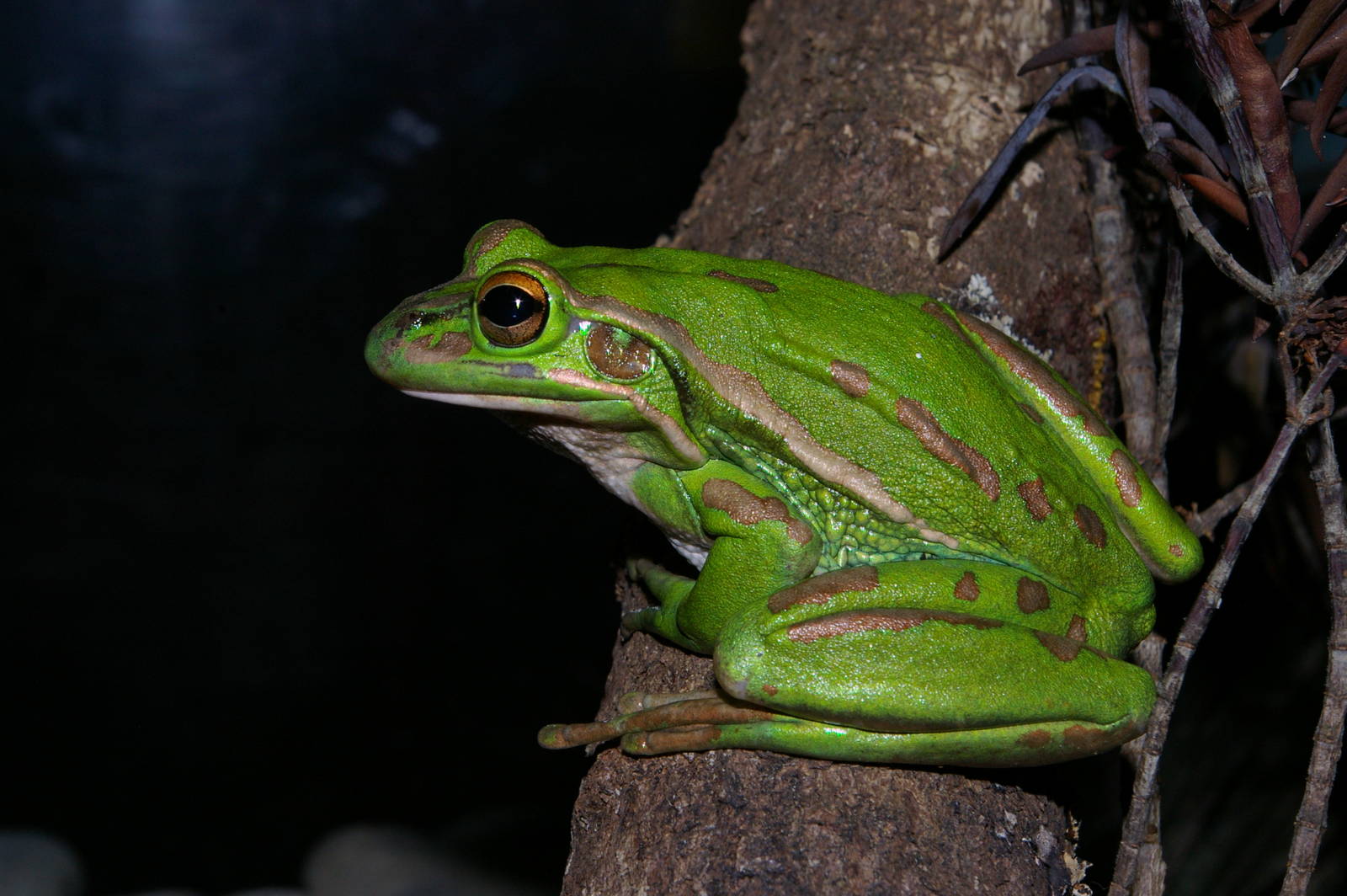 Golden Bell Frog (Litoria aurea)
