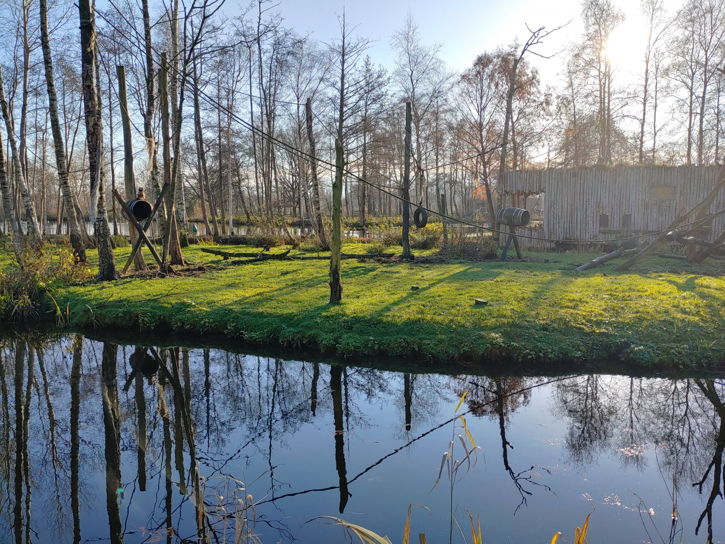 Golden-bellied capuchin enclosure 2