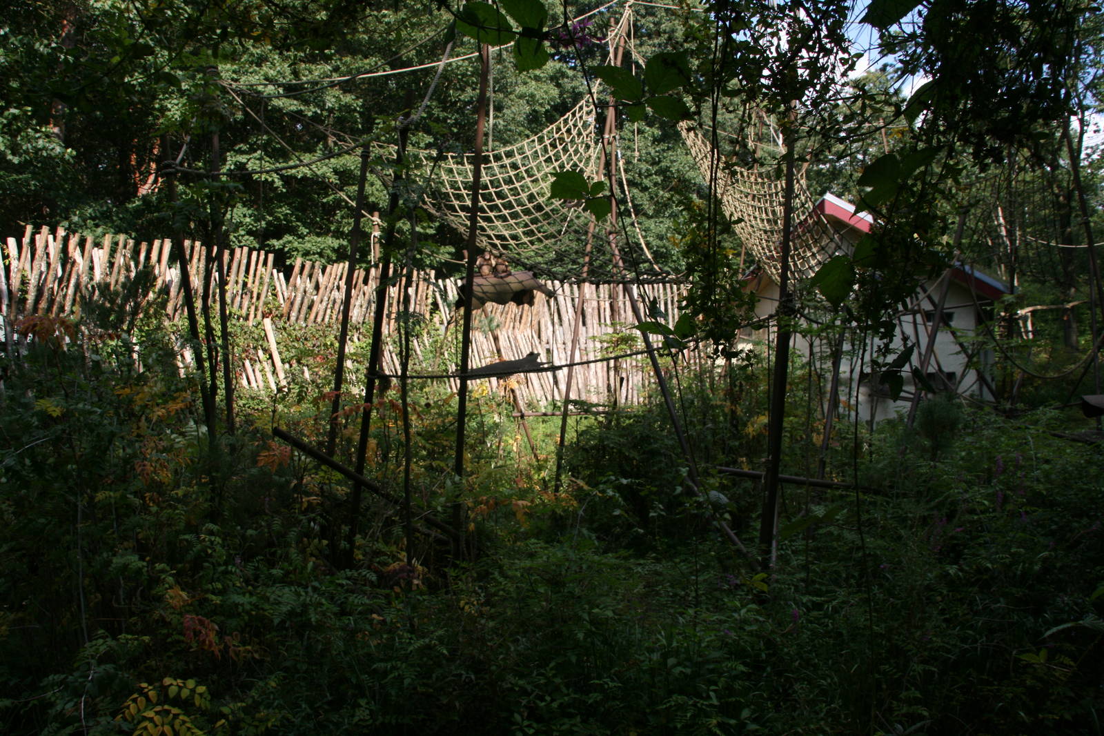 Golden-bellied capuchin exhibit