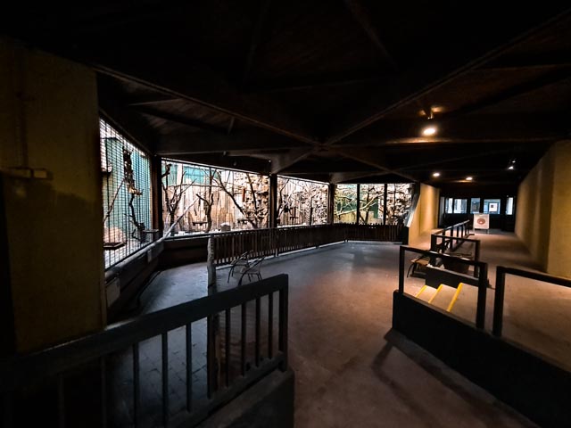 Golden-bellied capuchin indoors