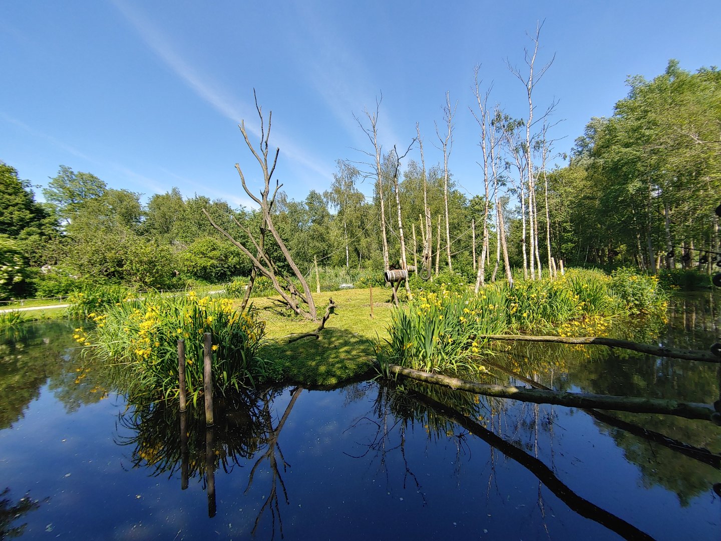 Golden-bellied capuchin island