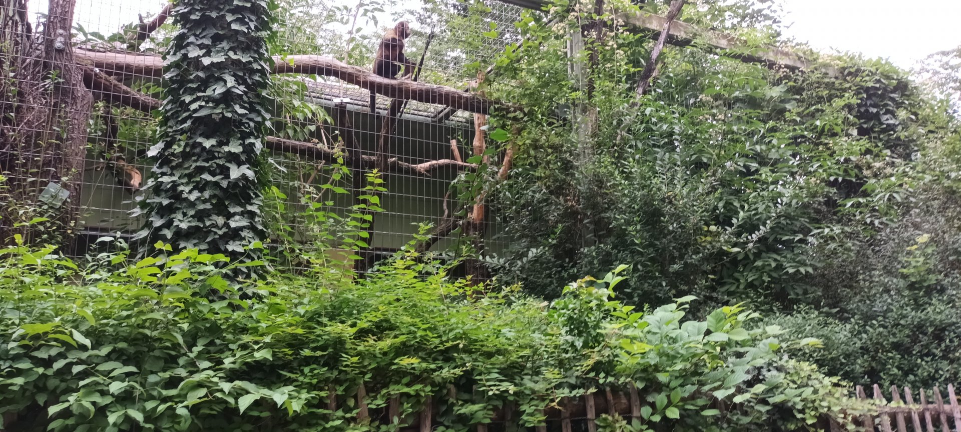 Golden bellied Capuchin outdoor Enclosure