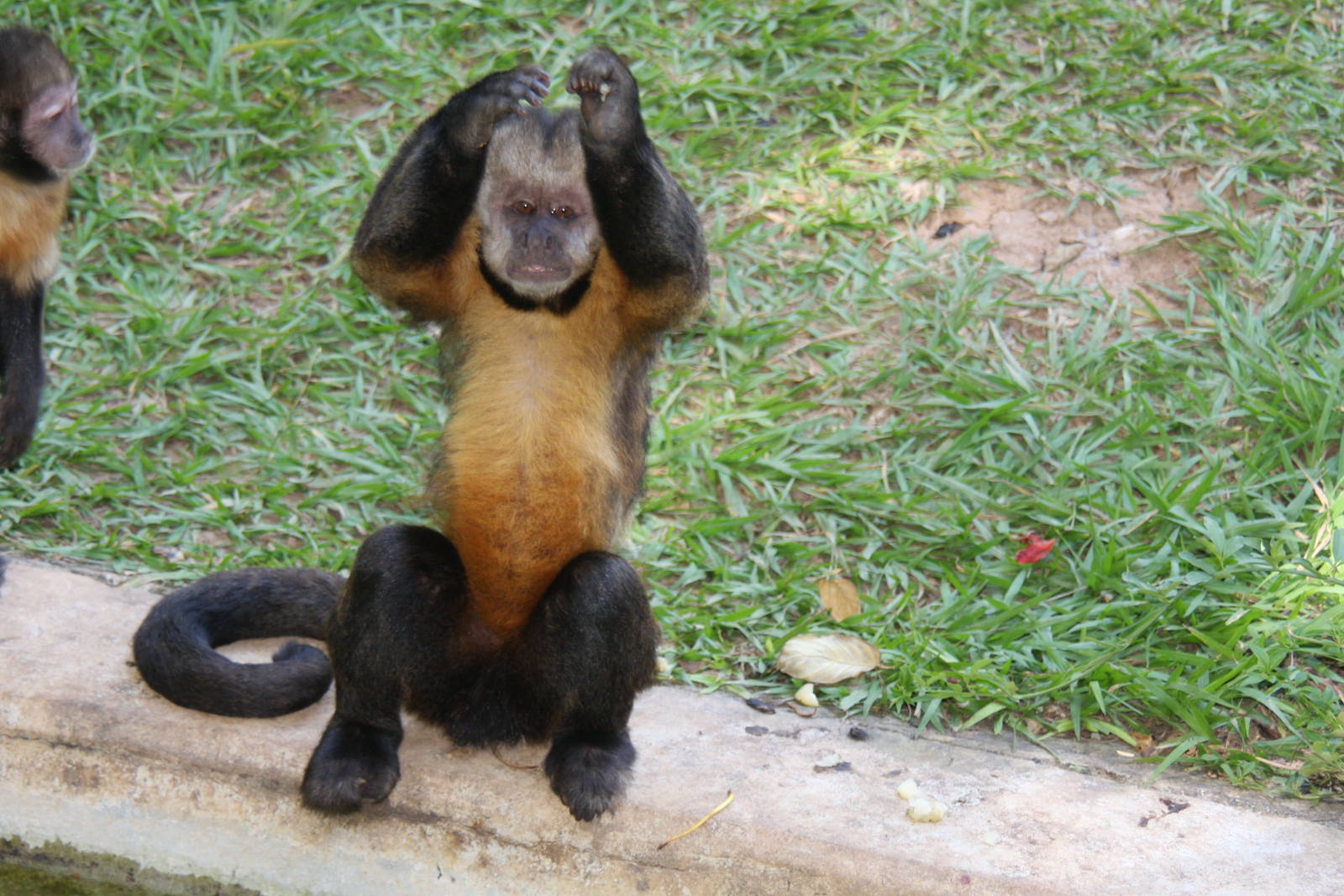 golden-bellied capuchin (Sapajus xanthosternos)