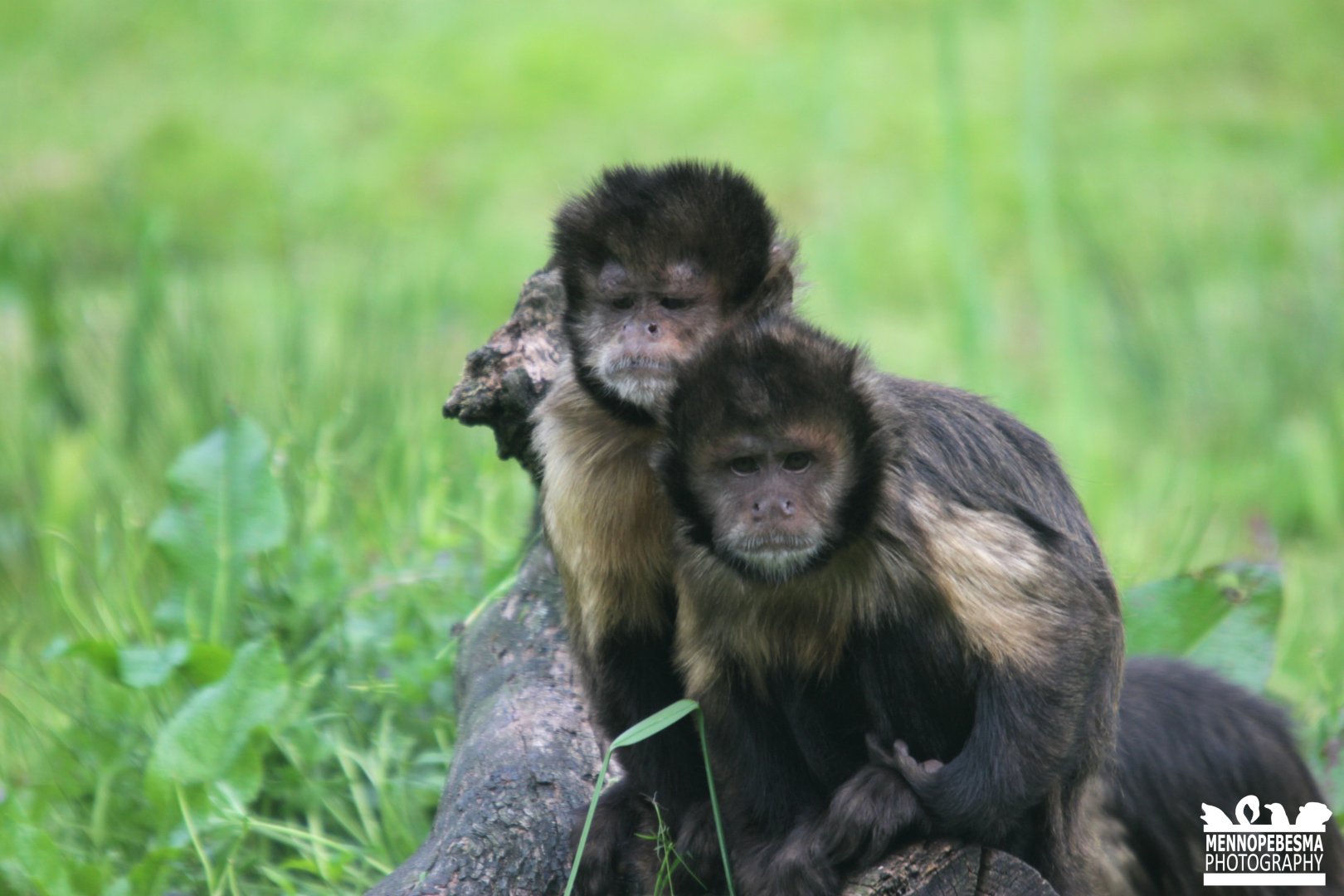 Golden-bellied capuchin (Sapajus xanthosternos)