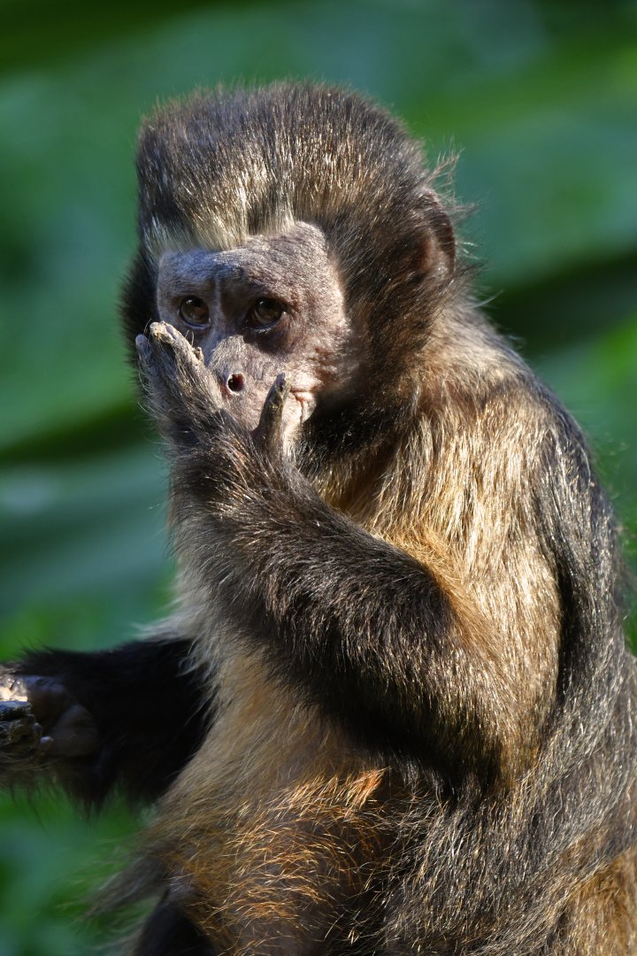 Golden-bellied capuchin (Sapajus xanthosternos)