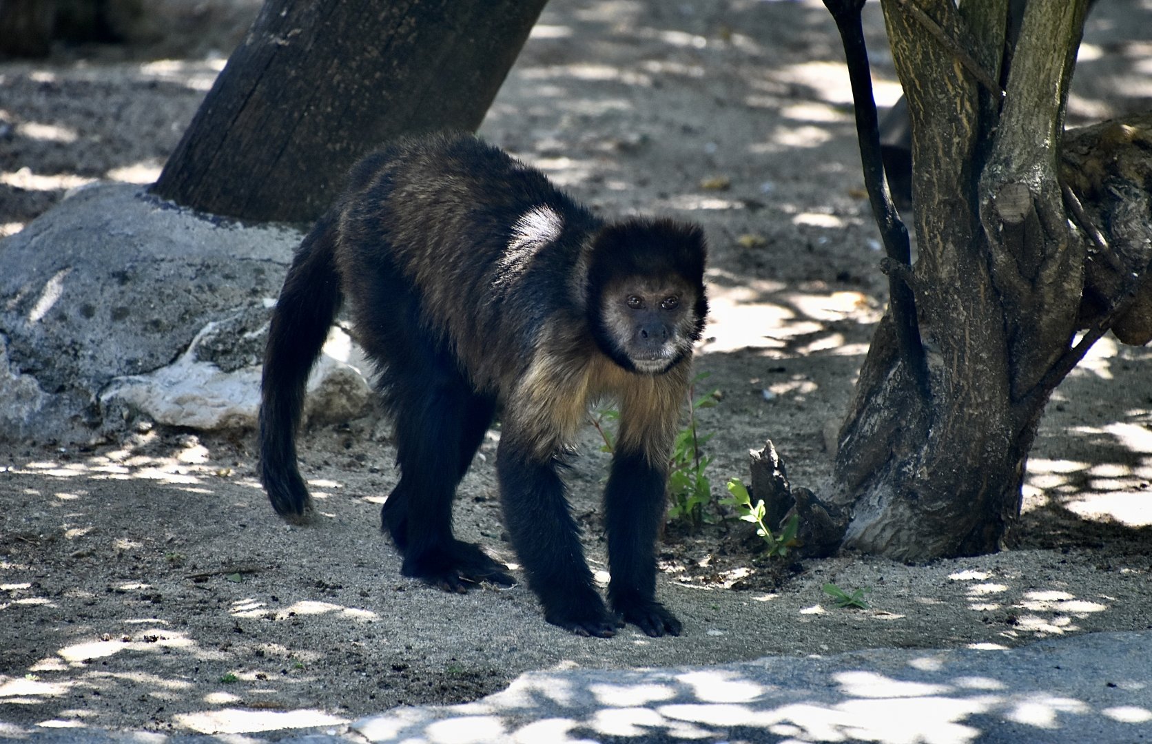 Golden-Bellied Capuchin (Sapajus xanthosternos)