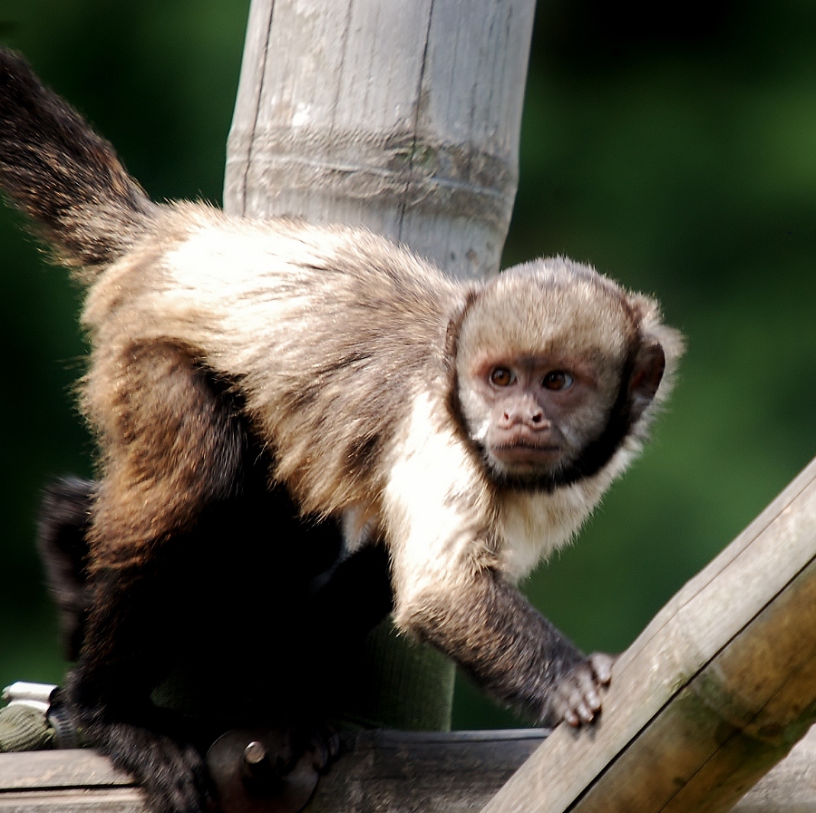 Golden-bellied capuchin