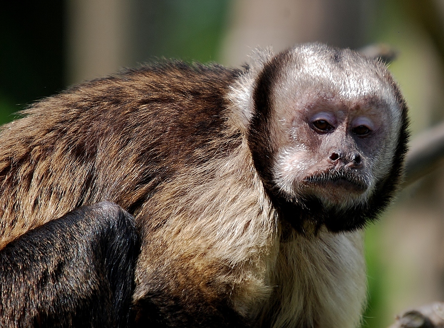 Golden-bellied capuchin