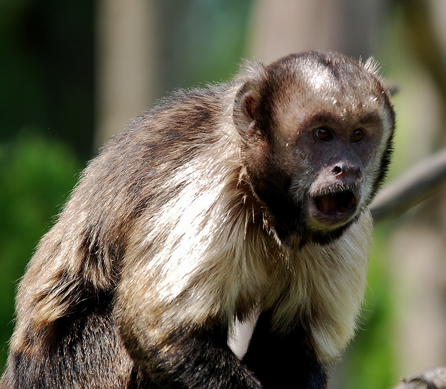 Golden-bellied capuchin