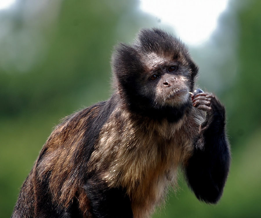 Golden-bellied capuchin
