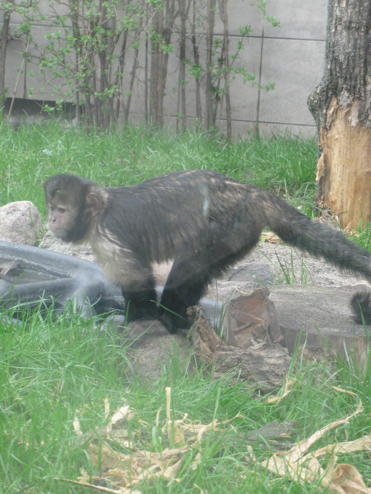 Golden-bellied Capuchin
