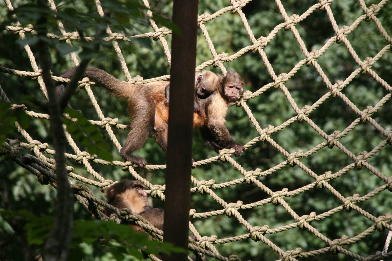 Golden-bellied capuchin