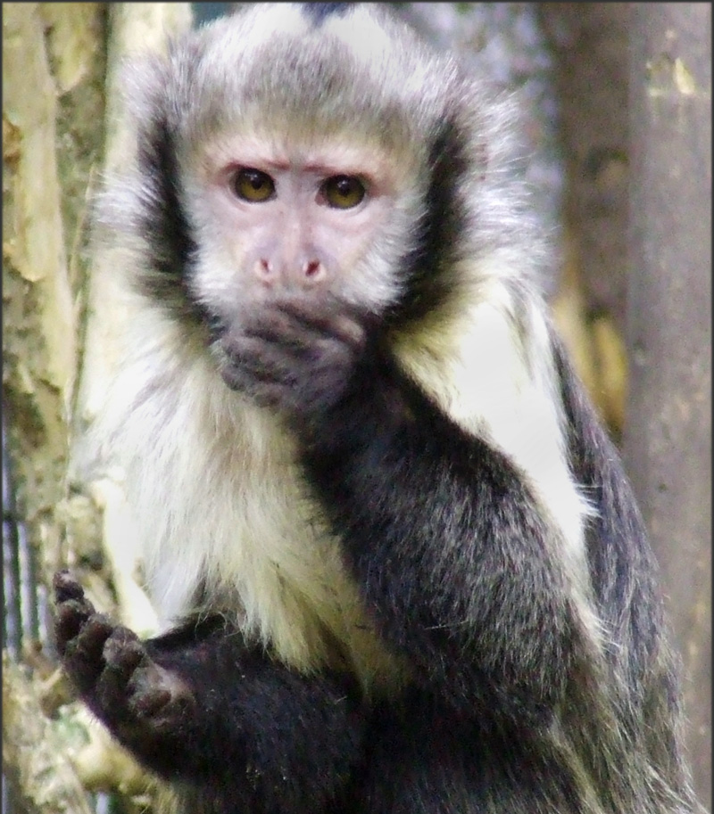 Golden-bellied Capuchin